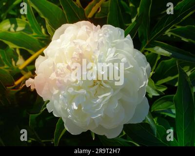 Le temple de Peony shirley ou paeonia lactiflora croissant dans une cour ou un jardin verdoyant sur fond de nature. De belles plantes florissantes, Banque D'Images