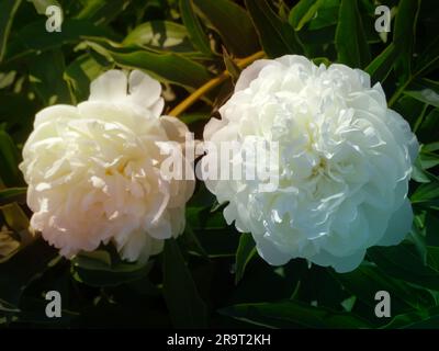 Le temple de Peony shirley ou paeonia lactiflora croissant dans une cour ou un jardin verdoyant sur fond de nature. De belles plantes florissantes, Banque D'Images