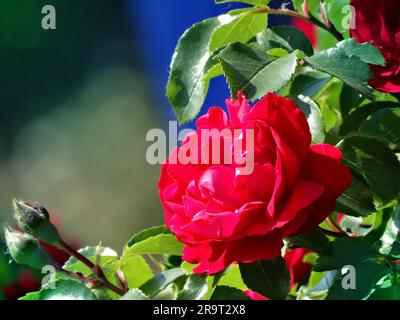 Rosa chinesis, connu communément comme la rose de chine ou la rose chinoise, alternativement connu comme rose du bengale ou le cramoisi du bengale ou la beauté du begal. Banque D'Images