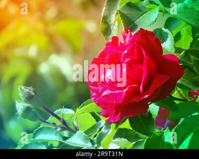 Rosa chinesis, connu communément comme la rose de chine ou la rose chinoise, alternativement connu comme rose du bengale ou le cramoisi du bengale ou la beauté du begal. Banque D'Images