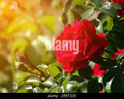 Rosa chinesis, connu communément comme la rose de chine ou la rose chinoise, alternativement connu comme rose du bengale ou le cramoisi du bengale ou la beauté du begal. Banque D'Images