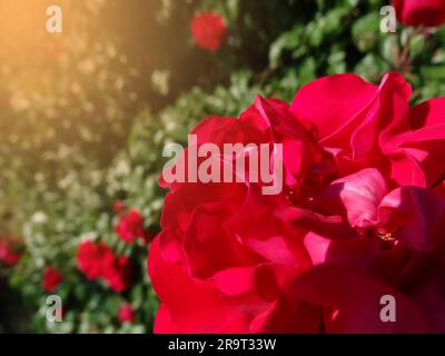 Rosa chinesis, connu communément comme la rose de chine ou la rose chinoise, alternativement connu comme rose du bengale ou le cramoisi du bengale ou la beauté du begal. Banque D'Images