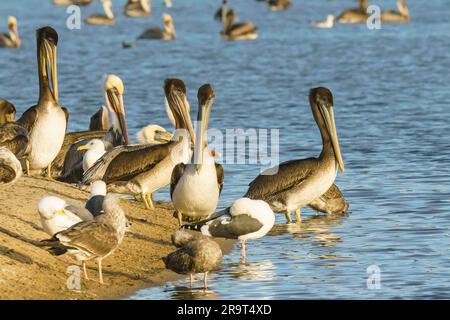 Colonie d'oiseaux de mer, pélicans et mouettes, sur la plage près de la rivière au coucher du soleil Banque D'Images