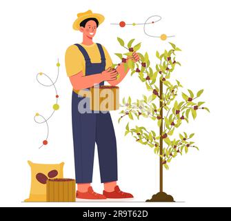 Homme récolte de la récolte de café concept Illustration de Vecteur