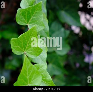 Feuilles d'Ivy sur fond sombre et doux floral. Banque D'Images