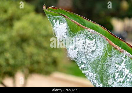 Colonie d'insectes, pucerons laineux (Eriosomatinae), feuilles infectées de la banane. Banque D'Images