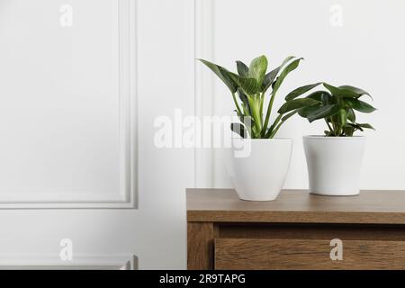 Belles différentes plantes de maison dans des pots sur table en bois près du mur blanc, espace pour le texte Banque D'Images