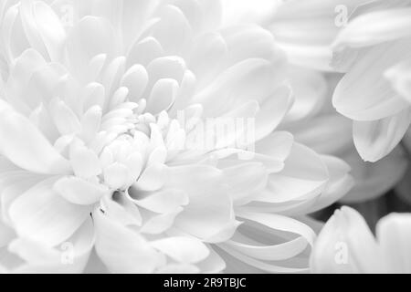 Belles fleurs de chrysanthème blanc comme arrière-plan, gros plan Banque D'Images