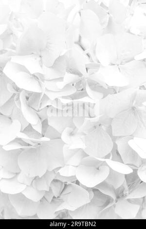 Belle hortensia avec des fleurs blanches comme arrière-plan, gros plan Banque D'Images
