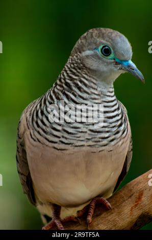 Dove paisible, Geopelia placida. Banque D'Images