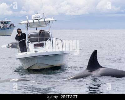 Photographie d'une orque, Orcinus orca, à partir d'un bateau à moteur, Monterey Bay Marine Sanctuary, Californie. Banque D'Images