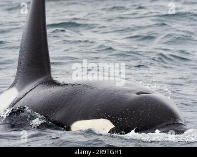 Orque mâle transitoire, Orcinus orca, surfaçage dans le sanctuaire marin de la baie de Monterey, Monterey, Californie. Banque D'Images