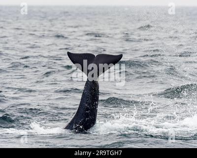 Orque transitoire, Orcinus orca, claquement de queue dans le sanctuaire marin de la baie de Monterey, Monterey, Californie. Banque D'Images