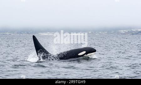 Orque mâle transitoire, Orcinus orca, surfaçage dans le sanctuaire marin de la baie de Monterey, Monterey, Californie. Banque D'Images
