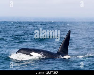 Orque mâle transitoire, Orcinus orca, surfaçage dans le sanctuaire marin de la baie de Monterey, Monterey, Californie. Banque D'Images