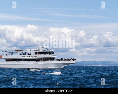 Dauphins adultes de Risso, Grampus griseus, en surfaçage près du navire dans le sanctuaire marin de la baie de Monterey, Californie, États-Unis. Banque D'Images