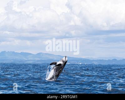 Le dauphin adulte de Risso, Grampus griseus, bondissant dans les airs dans le sanctuaire marin de la baie de Monterey, Californie, États-Unis. Banque D'Images