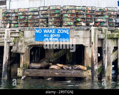 Les otaries de Californie, Zalophus californianus, ont été transportés dans le sanctuaire marin national de la baie de Monterey, en Californie, aux États-Unis. Banque D'Images