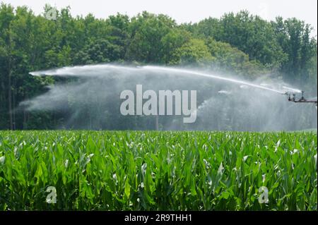 Projection d'eau d'un système d'irrigation dans un champ de maïs en été près de Milford, Delaware, U.S.A Banque D'Images