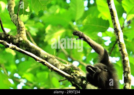 Un macaque Sulawesi à cragoût noir (Macaca nigra) atteint sa main alors qu'il est situé sur une branche d'arbre dans la réserve naturelle de Tangkoko, au nord de Sulawesi, en Indonésie. Le réchauffement de la température peut modifier progressivement les comportements et le cycle de reproduction de cette espèce menacée. « Comme les humains, les primates surchauffent et se déshydratent par une activité physique continue par temps extrêmement chaud », selon un scientifique, Brogan M. Stewart, dans son rapport sur la conversation. « Dans un avenir plus chaud, ils devraient s'ajuster, se reposer et rester à l'ombre pendant les périodes les plus chaudes de la journée. » Banque D'Images