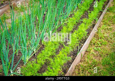 Les oignons et les carottes poussent sur le même lit de jardin. Beau jardin de maison bien entretenu Banque D'Images