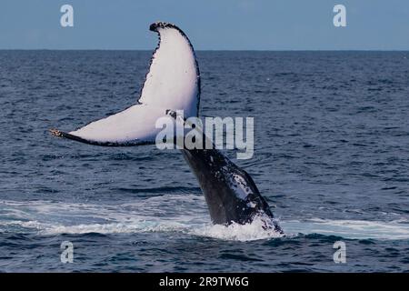 Les baleines à bosse ont des queues qui s'enferrent lors de leur migration au-delà de la Tweed Coast et de la Gold Coast, dans l'est de l'Australie Banque D'Images