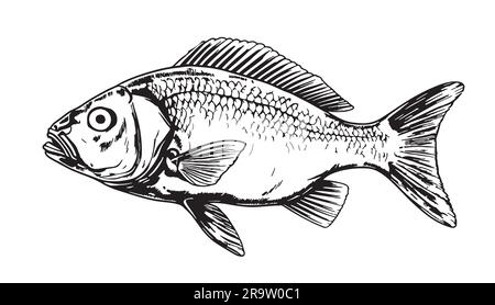 Portrait de poisson croquis dessiné à la main illustration réaliste de style Illustration de Vecteur