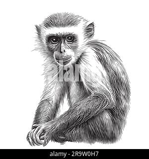 Croquis de singe Capuchin dessiné à la main style réaliste Illustration de Vecteur