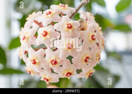 Hoya carnosa, également connu sous le nom de fleur en porcelaine, gros plan sur la mise au point douce Banque D'Images