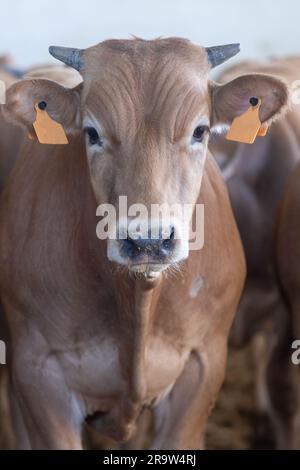 Vache blonde d'aquitaine. Cette race française de bétail a été photographiée dans une cour d'alimentation en Espagne. Ils sont distinctifs en raison de leur petite taille Banque D'Images