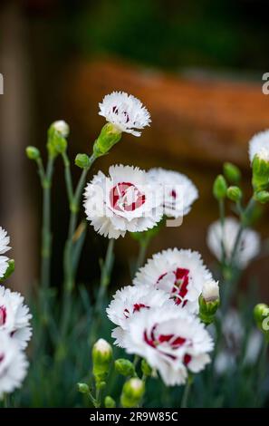 Dianthus Coconut Sundae - Dianthus x hybrida Blooming fleurs dans le jardin britannique en été Banque D'Images