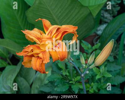 Gros plan sur une fleur orange et rouge colorée d'hémerocallis fulva kwanso aka daylily orange ou de maïs qui fleurit à l'extérieur sur fond naturel Banque D'Images