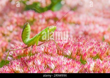 mantis de prière vert assis sur la fleur dans le jardin Banque D'Images