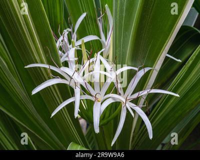 Gros plan sur les fleurs blanches fraîches de crinum asiaticum aka poison bulbe, le lis de crinum géant ou le lis d'araignée qui fleurit sur fond naturel de feuillage vert Banque D'Images