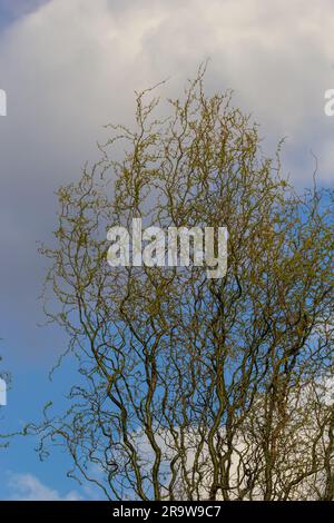 Dragons griffes saules branches avec de nouvelles feuilles et des fleurs contre le ciel bleu - nom latin - Salix matsudana tortuosa. Banque D'Images