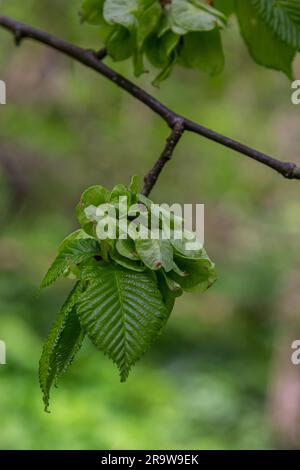 Feuille de charme au soleil. Branche de charme avec feuilles vertes fraîches. Magnifique fond vert naturel. Lames de ressort. Banque D'Images