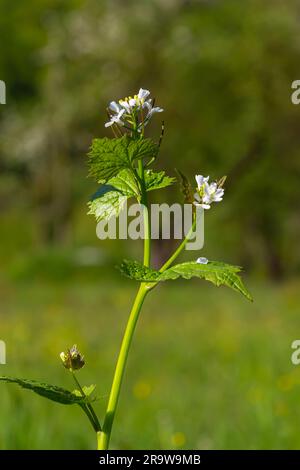 Fleurs de moutarde à l'ail Alliaria petiolata gros plan. Alliaria petiolata, ou moutarde à l'ail, est une plante à fleurs bisannuelle de la famille des moutarde Brassic Banque D'Images