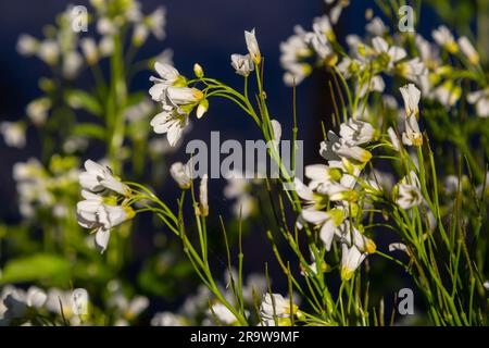 Cardamine amara, connue sous le nom de grande cresson amère. Forêt de printemps. fond floral d'une plante en fleurs. Banque D'Images