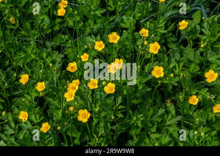 Le Ranunculus repens, la coupe de beurre rampante, est une plante à fleurs de la famille des Ranunculaceae, dans le jardin. Banque D'Images