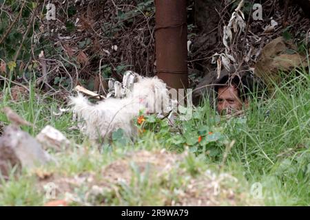 Non exclusif: 28 juin 2023, Mexico, Mexique: Chiens localisant leurs propriétaires pendant les pratiques de l'atelier gratuit de formation pour chiens de compagnie à Banque D'Images