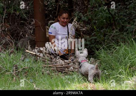 Non exclusif: 28 juin 2023, Mexico, Mexique: Chiens localisant leurs propriétaires pendant les pratiques de l'atelier gratuit de formation pour chiens de compagnie à Banque D'Images