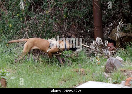 Non exclusif: 28 juin 2023, Mexico, Mexique: Chiens localisant leurs propriétaires pendant les pratiques de l'atelier gratuit de formation pour chiens de compagnie à Banque D'Images