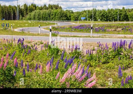 Rond-point avec lupins blamming dans le fossé Banque D'Images