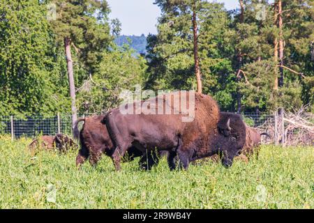 Bison buffle sur un pré ensoleillé Banque D'Images