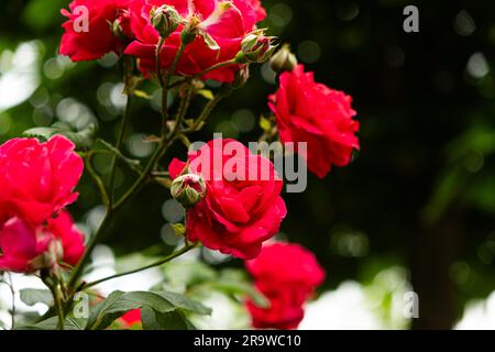 Roses rouges dans le jardin. Belle carte de vœux, jardinage et culture de roses. Banque D'Images