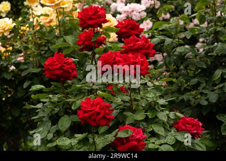 Roses rouges dans le jardin sur fond de roses jaunes et roses. Reproduction, soin des roses, belle carte postale Banque D'Images
