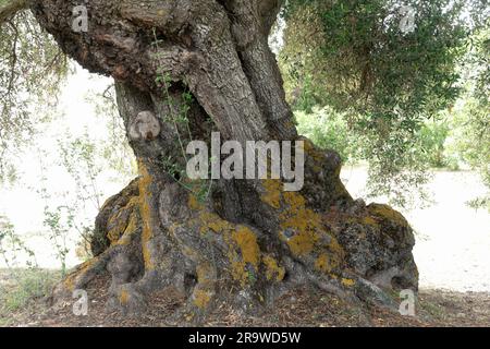 Le tronc ancien gnarled d'un olivier dans le champ sur l'île de Céphalonie Grèce Banque D'Images