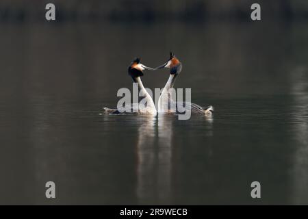 Super grèbes crépés -Podiceps cristatus affiche courtship. Banque D'Images