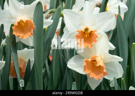 Printemps, fleurs, floraison, jardin, Vernal, Plantes, saison, Amaryllidaceae, vivace, blanc crémeux, Jonquilles « accent » Banque D'Images