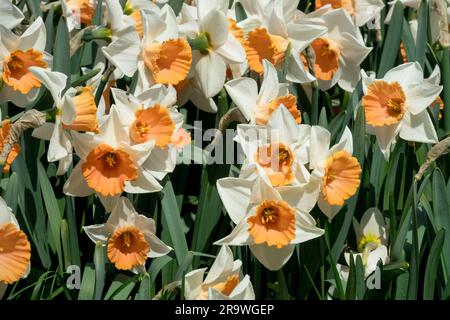 Narcissus accent, jonquilles, jardin, fleurs, printemps, Narcissus jonquilles, grandes coupelles, plante, Orange Center Banque D'Images